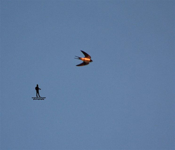 Shooting by my camera swallow flyingbird fallbirds chouf jbaa...