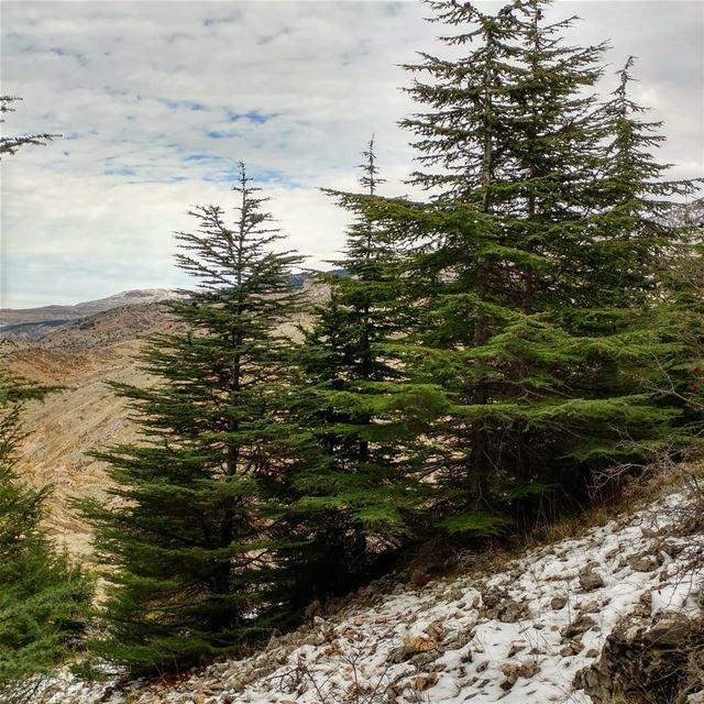 Short hike amongst young (100 year olds) cedars.  cedarforests  cedartrees... (Al Shouf Cedar Nature Reserve)