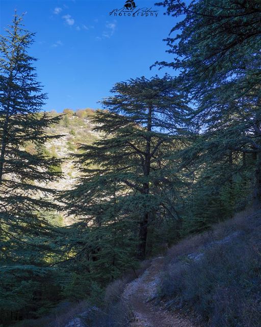 Shouf biosphere reserve • • •  chouf  shoufreserve  lebanon  beirut ...