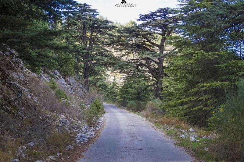 Shouf biosphere reserve 😍 • • •  chouf  shoufreserve  lebanon  beirut ...