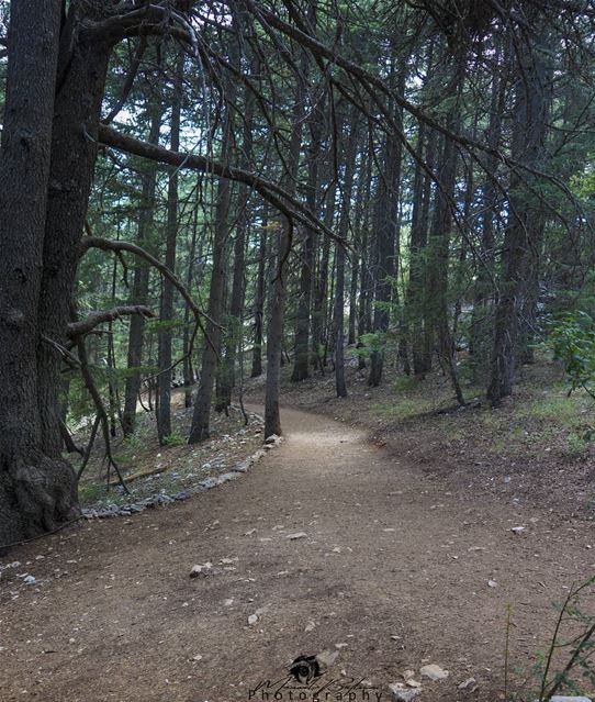 Shouf biosphere reserve • • •  chouf  shoufreserve  lebanon  beirut ...