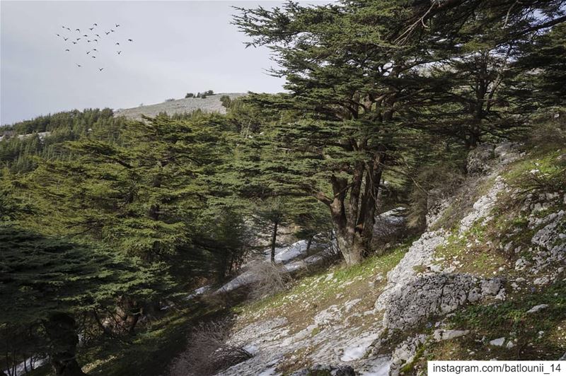 Shouf biosphere reserve 🌲🍃───────────────── shouf ... (Maaser El Shouf Cedar Reserve محمية ارز معاصر الشوف)