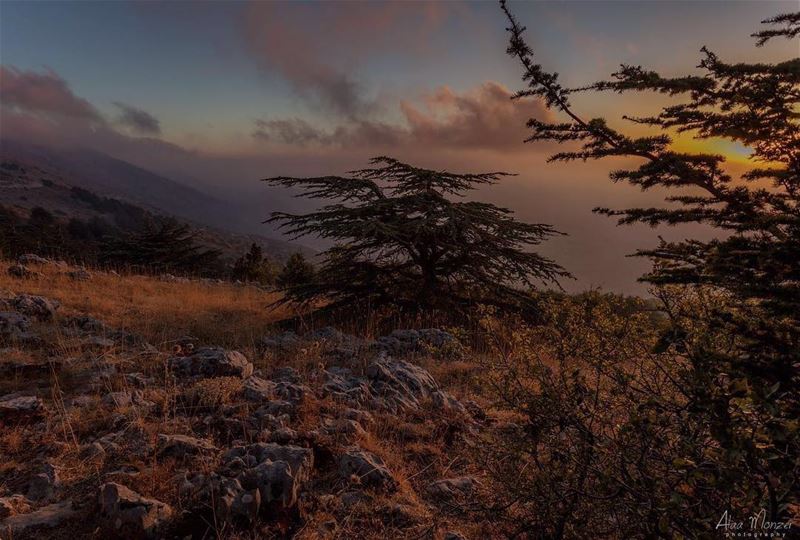  shouf  livelovechouf @shoufreserve @livelovelebanon @liveloveshouf @livelo (Maaser El Chouf)