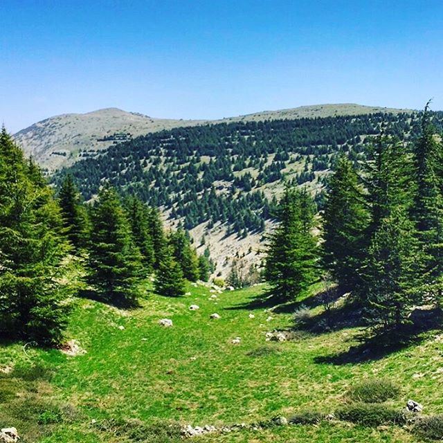  shouf  love  lebanon  nature  naturelovers  photography  photooftheday ... (Al Shouf Cedar Nature Reserve)