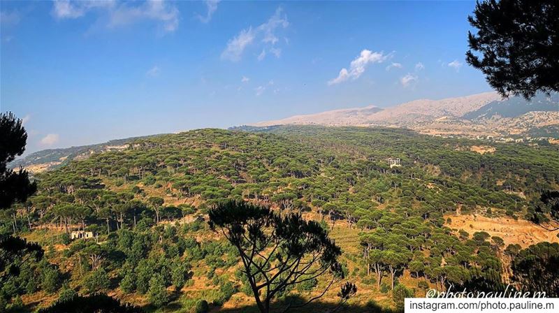 Shouf the beauty.. 🌳 shouf  lebanon  nature  instagram  instagood ... (Al Shouf Cedar Nature Reserve)