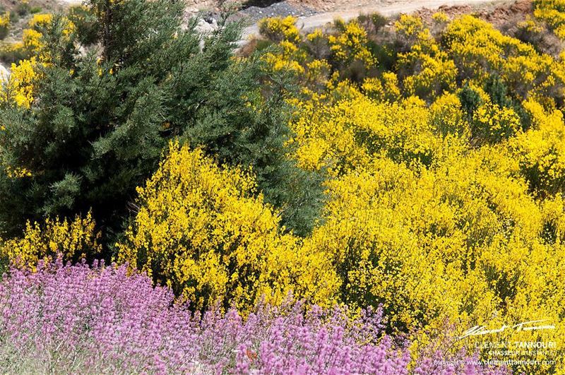 Si chaque homme chaque jour jetait une fleur sur le chemin de son prochain, (Zahlé, Lebanon)