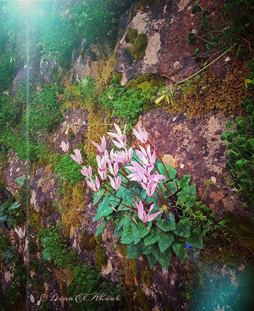 Si les petites fleures sont capables de franchir les murs en roches, c'est... (Mansourieh)