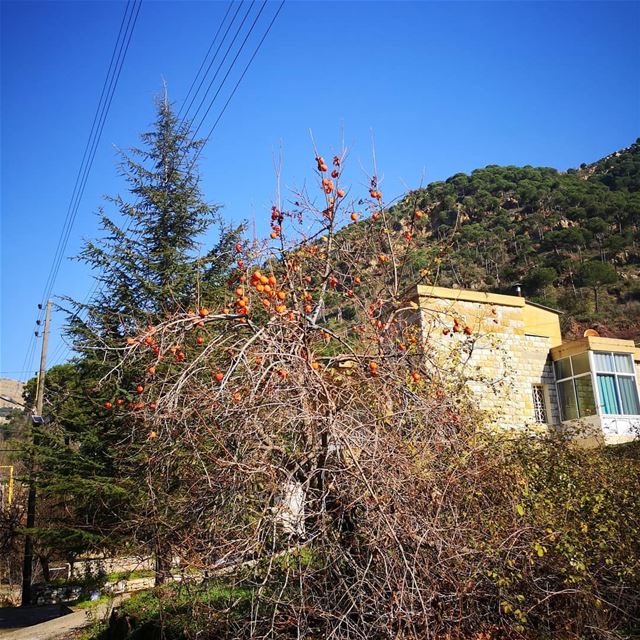 Significant duet of  persimmon and  cedar in beautiful  baskinta!...... (Baskinta, Lebanon)