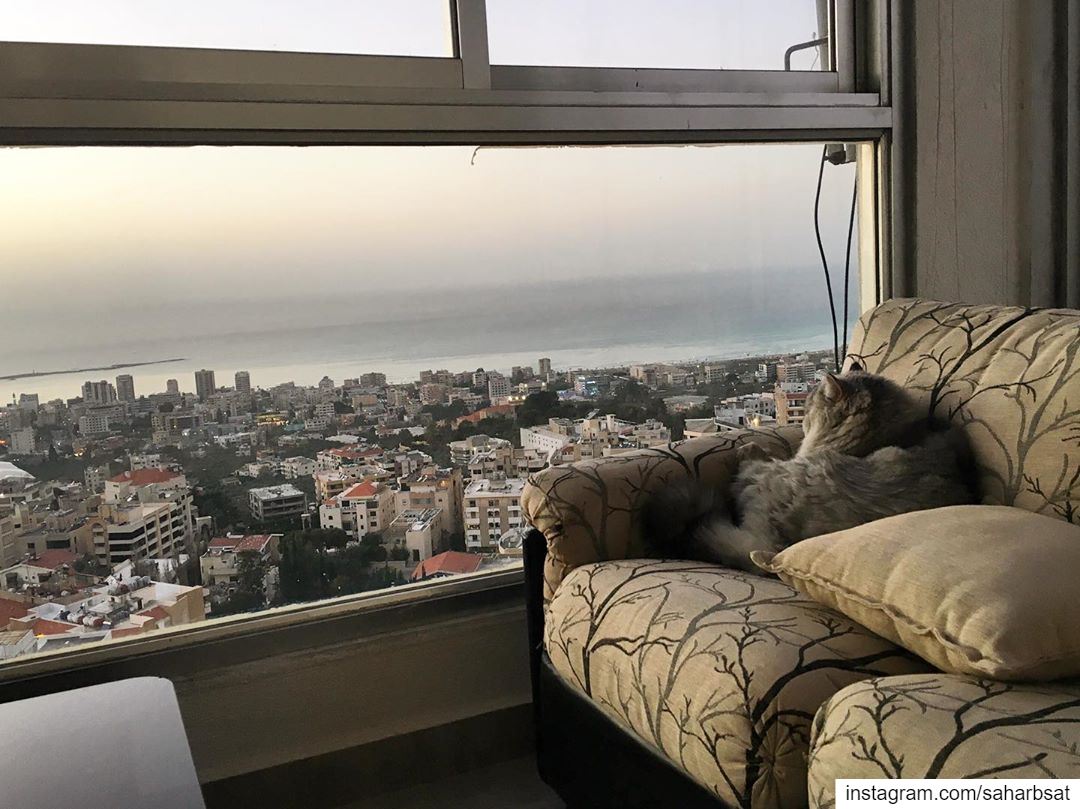 Silver also enjoys the view! silver  cat  silvercat  silverthecat ... (`Abra, Liban-Sud, Lebanon)