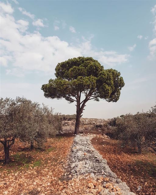 simple but different 🌳.. livelovelebanon nature beauty sky... (Bterrâm, Liban-Nord, Lebanon)