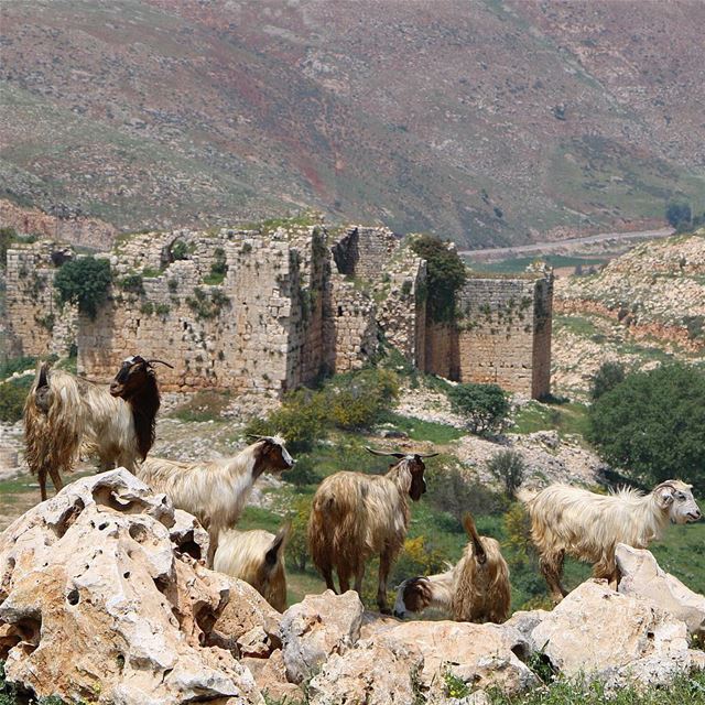 Simplicity is the real beauty..... castle oldbuilding abondoned ruins... (قلعة شقراء و دوبيه)