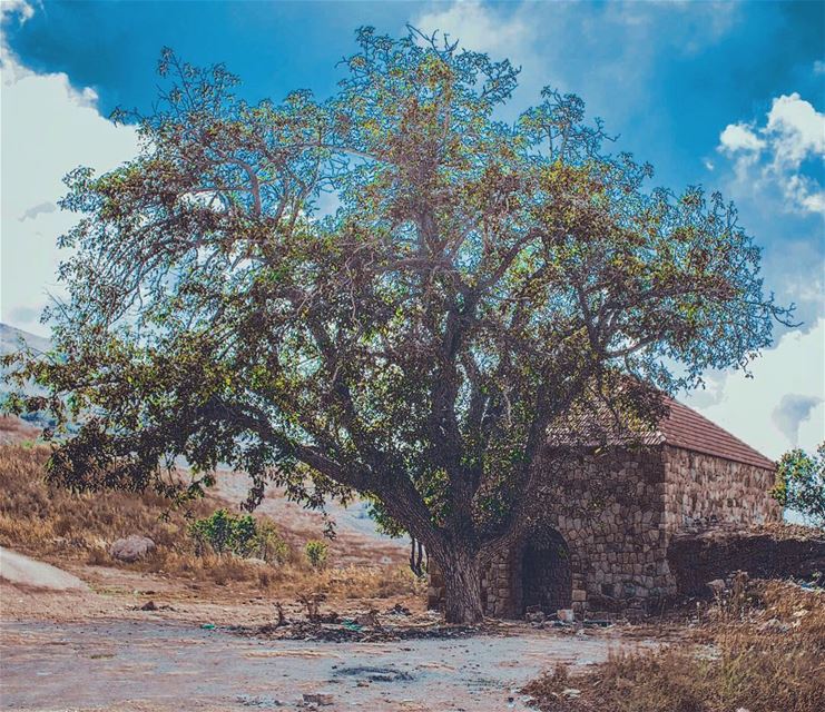 'simplicity is the ultimate form of sophistication...' (El Laklouk, Mont-Liban, Lebanon)