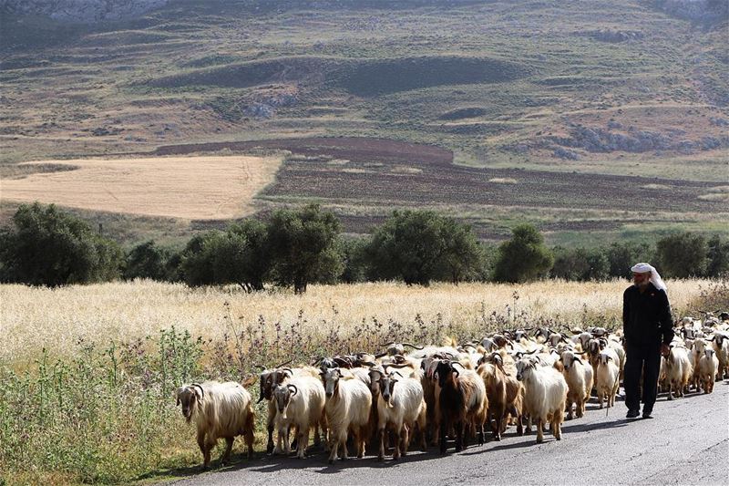  simplicity 🐑🐑🐑..... nature naturelovers landscape... (Maydaneh)