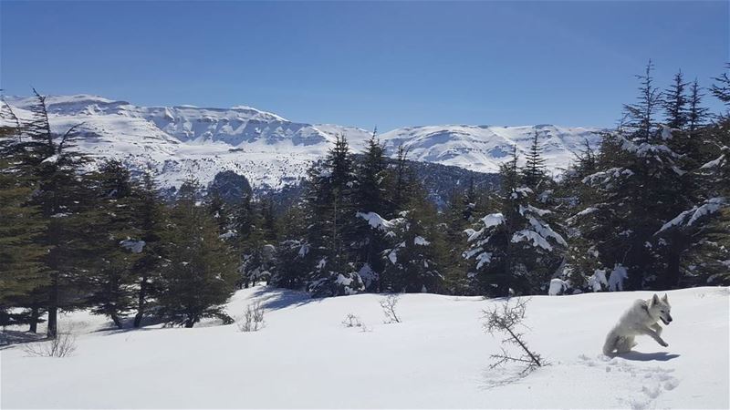 Simply breathtaking  amazingview  viewfromthetop  mylebanon  northlebanon...