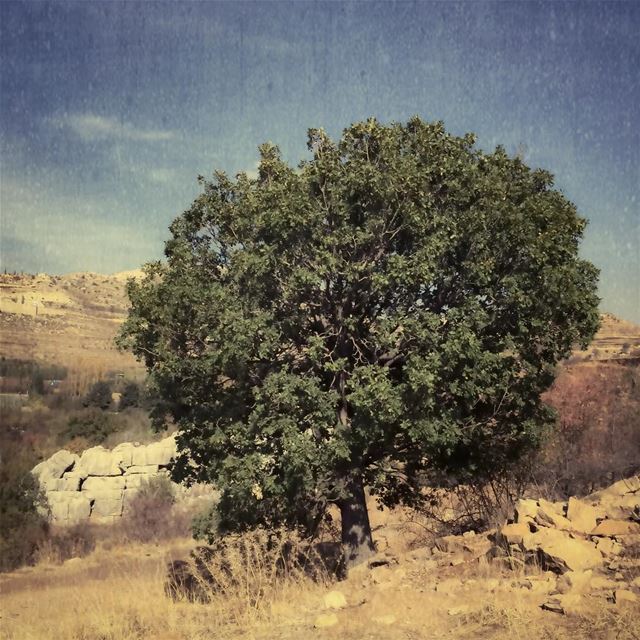 Single  tree  treeoflife  naturelover  landscape  rural_love  treescape ...