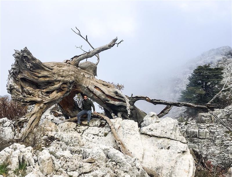 Sitting inside a dead  Cedar  tree surrounded by  fog became my new  hobby... (Arez Jaj)