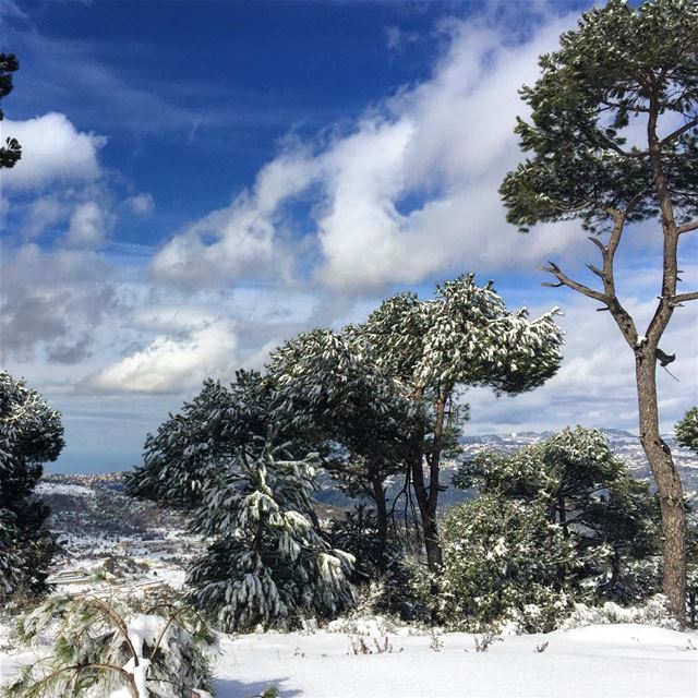 Sky is the limit  trees and  snow  mountain  bluesky  clouds  cloudscape ...