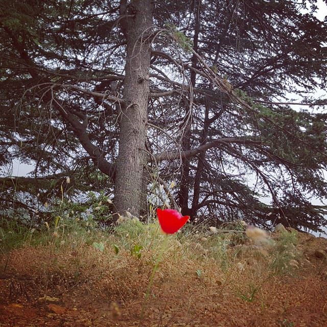  skylineextremesports  lebanon  coquelicot  cedars  hiking  amazing  mist ...