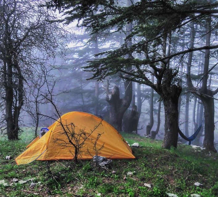 Sleeping in heavenly peace🌲🏕🌫  camp  tent  forest  mist  fog  hike ...