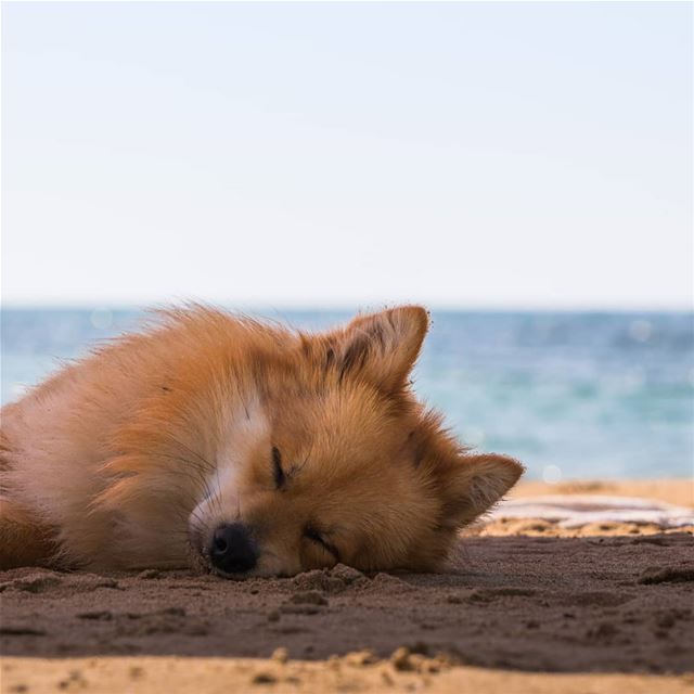 Sleepy in Sour ... (Tyre, Lebanon)