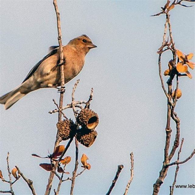 Small bird from Yarounlebanoninapicture livelovesouthlebanon... (Yaroun - South Lebanon)