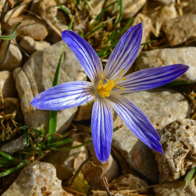  small  flower  flowers  flowerporn  shadows  gravel  sun reflection ...