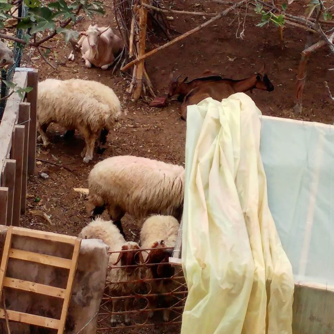 Small makeshift house for the farm animals.  farmanimals  sheep  goats ... (Dayr Al Qamar, Mont-Liban, Lebanon)