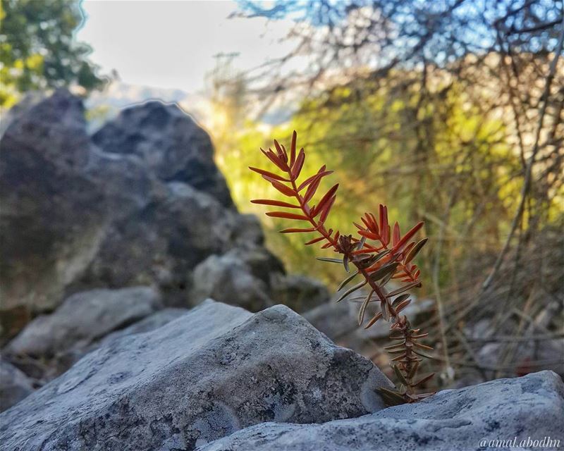 small things  autumn 👌📷🌄🍃🌳  nature_perfection ... (نيحا الشوف)