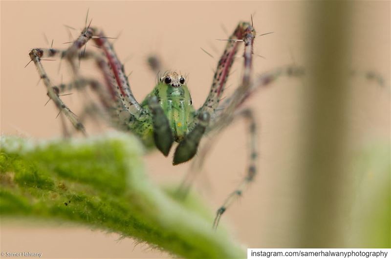 Smile its a spider!...from the tiny world of  macro comes the  spider with...