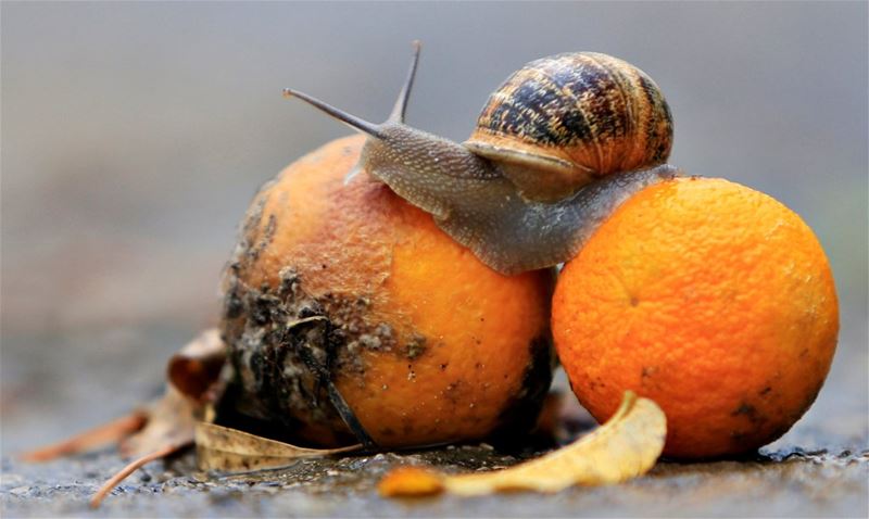 Snail and Oranges (Jizine)