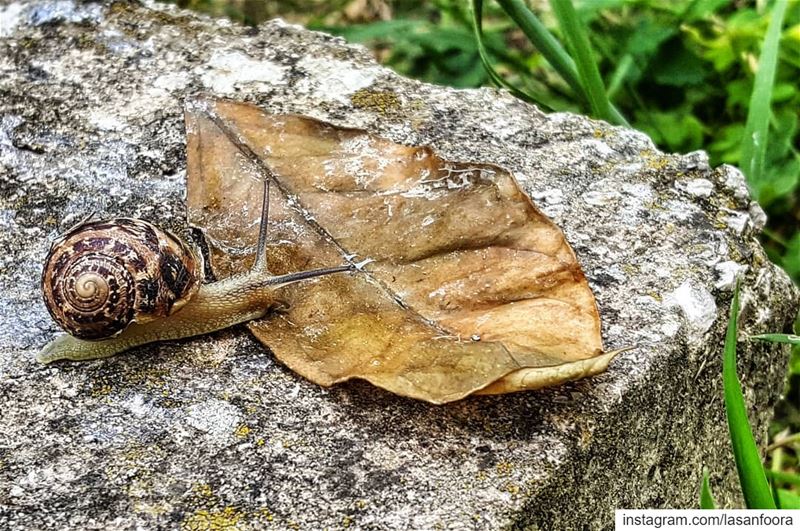  snail  escargot  nature  lebanoninapicture  ptk_lebanon  livelovebeirut ... (Amioûn, Liban-Nord, Lebanon)