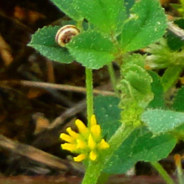 snailflowers springspirit flowers nature