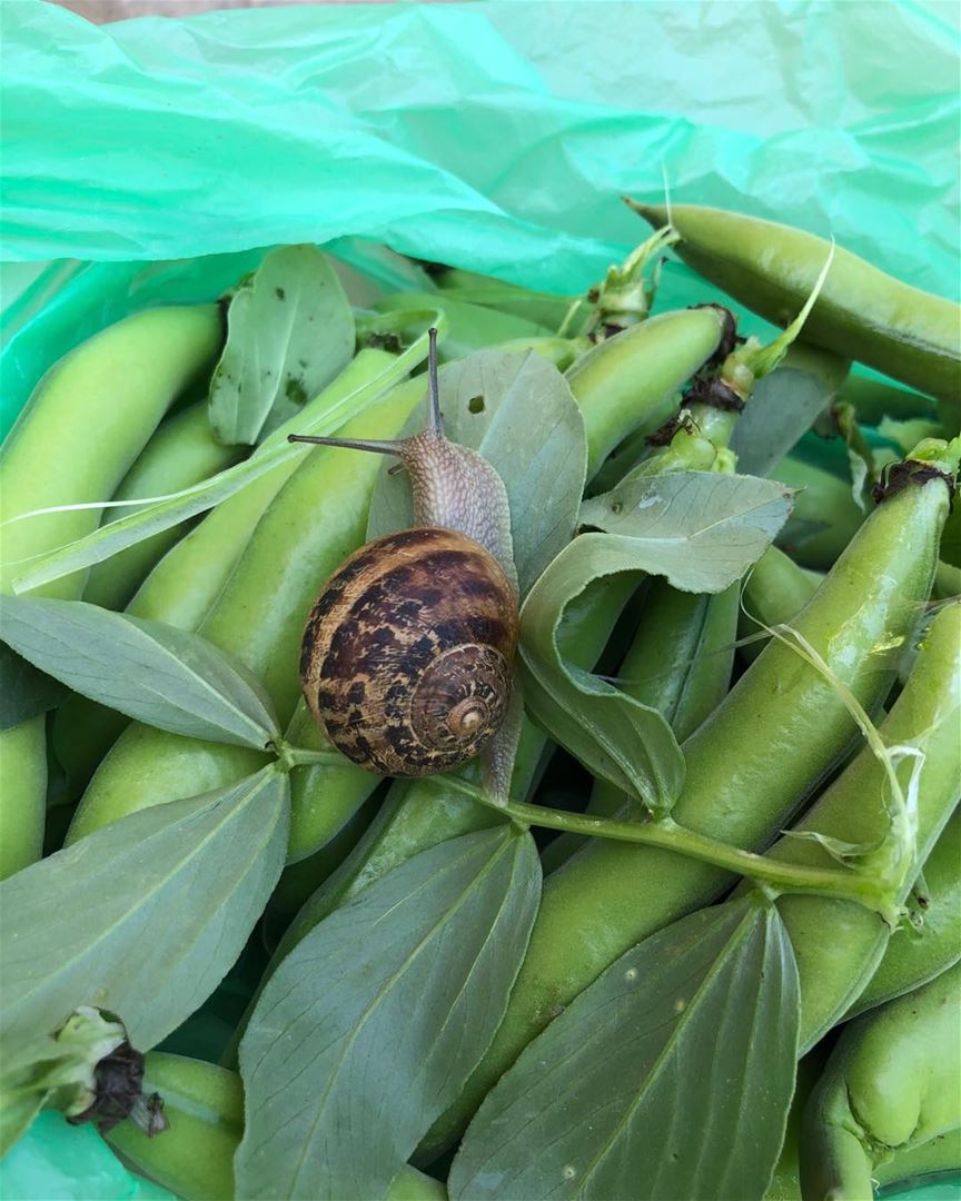 Snails LOVE fava beans. Found hundreds while snapping stalks.  favabeans ...