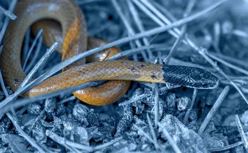  snake black black_head_snake hasbaya southlebanon lebanon photography...