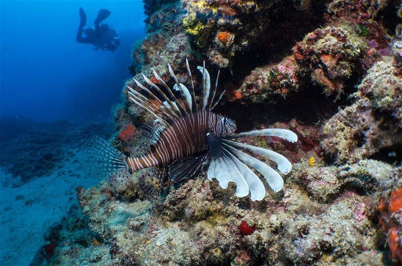 Snapping the deep... taken in lebanon  jbel  underwater  blue  photography...