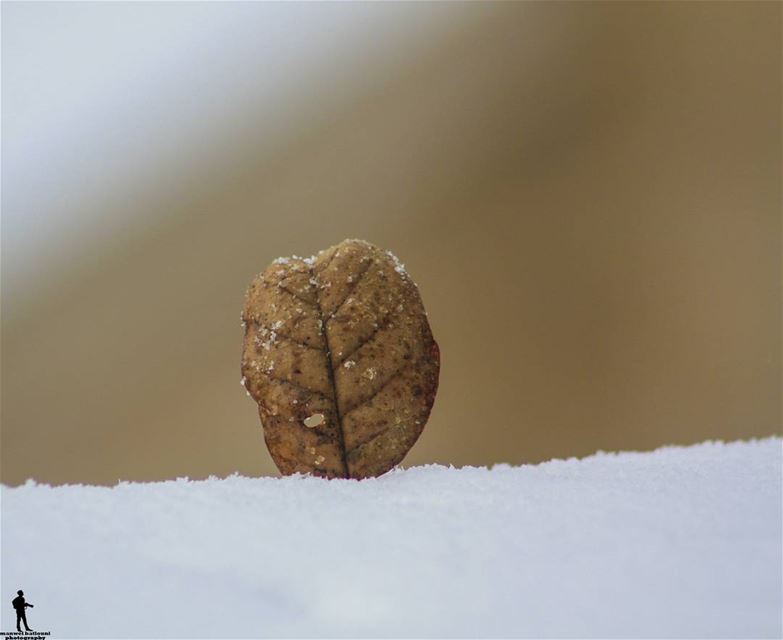  snow  colddays storm  yellowleave macro lebanon lebanonbyalocal ...