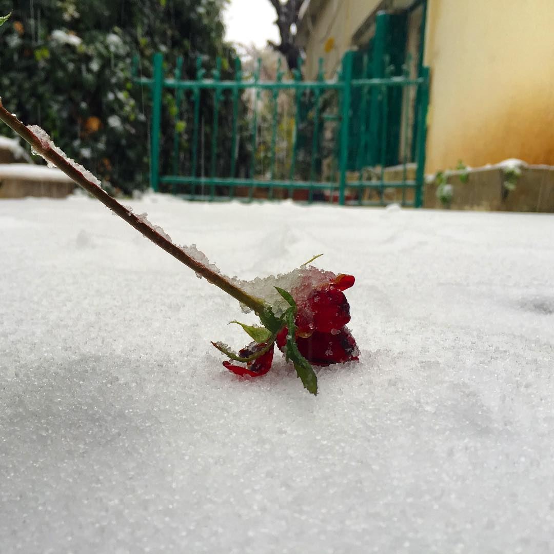  snow  dead  rose  love  cold  winter  snowy  new  year  igers  igdaily ... (Baabdâte, Mont-Liban, Lebanon)
