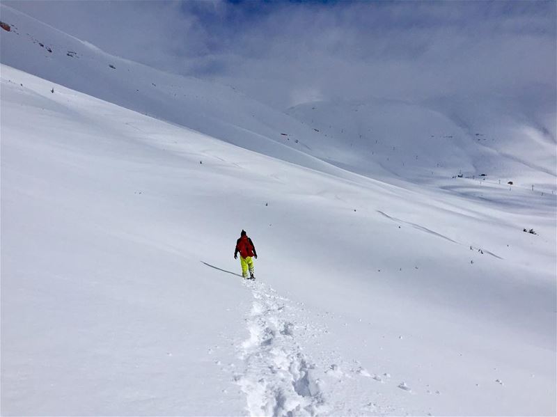 Snow everywhere but slopes not ready for ⛷ so another snowshoeing day!..... (Cedars of God)