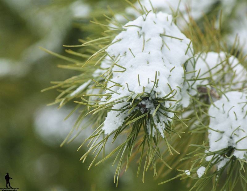  snow pine tree macro  chouf jbaa lebanon lebanonbyalocal ...