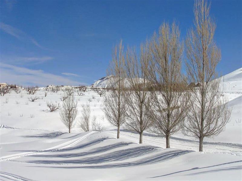  snow  snowing  winter  cold  ice  white  weather  sky  skies  frosty ... (Arz Tannoûrîne)