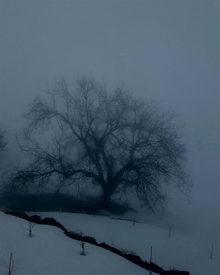  snow  snowshoeing  fog  black  white  blackandwhite  sannine  mountain ...