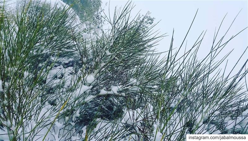 "Snow, Snoww, Snowww".  JabalMoussa  unescomab  unesco  biospherereserve ... (Jabal Moussa Biosphere Reserve)