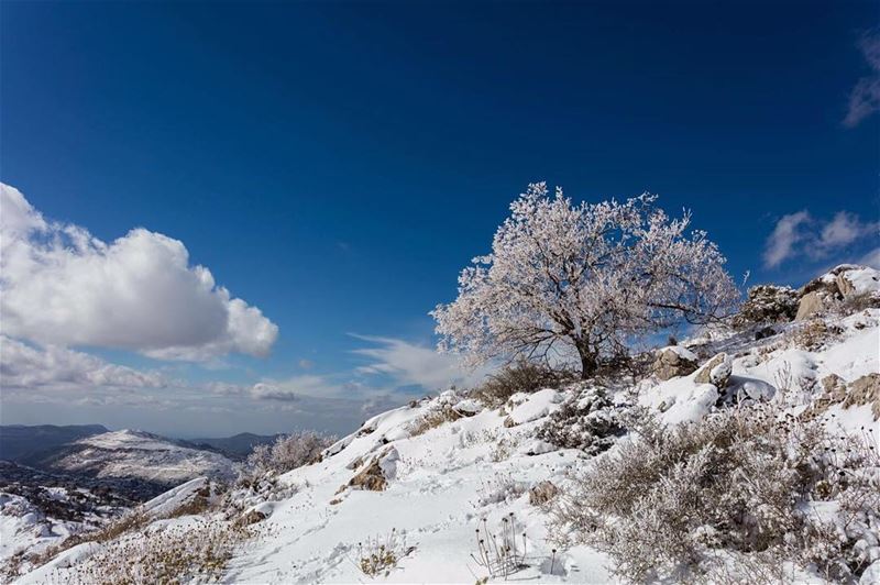  snow  tree  reserve  ainzhalta  shouf  lebanon  instalebanon ... (Ain Zhalta - Bmohray Cedars)