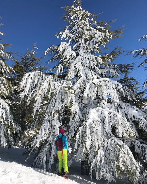 Snow tree ☃️❄️ (Mzaar Kfardebian)