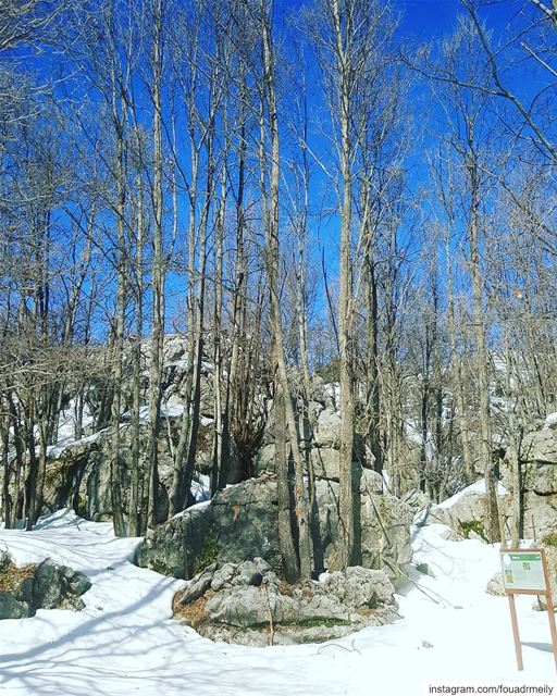  snowhike  hikinglb  hikinglb🌳🍀🌿🍃☀️  hike  mountainlovers ... (Jabal Moussa Biosphere Reserve)