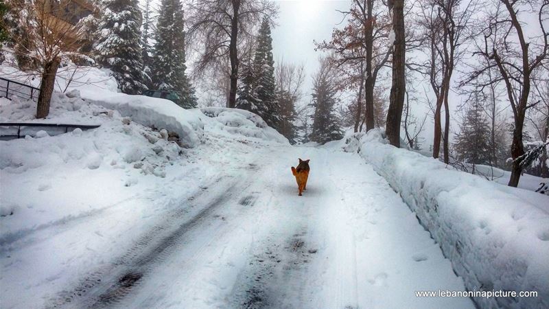 Snowing in Laklouk (Laqlouq, Lebanon)