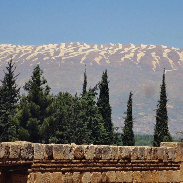 snowmountain treesheritage (Anjar)