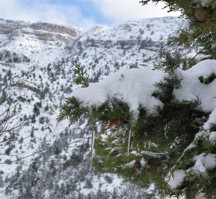  snows  ice  cedars ...