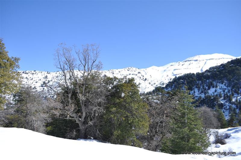 Snowshoeing Ehden Reserve (Horsh Ehden Winter 2012)