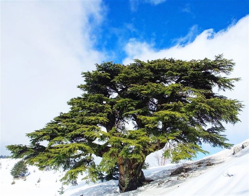  snowshoeing  explorelebanon  picoftheday  livelovelebanon ... (Shouf Biosphere Reserve)